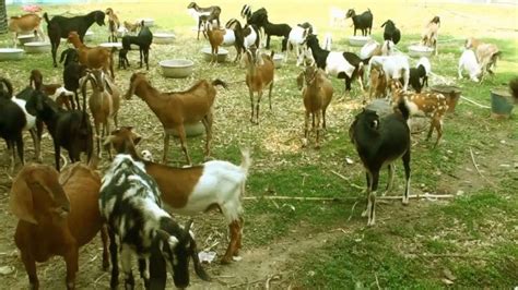 How To Start An Animal Farm In Ghana